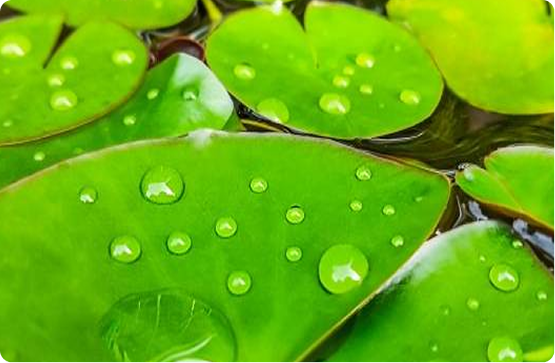 ビオトープイメージ