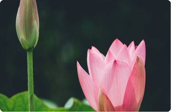 ビオトープイメージ2